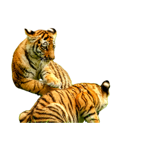 Two Adorable Tiger Cubs Playfully Interacting On A Grassy Field, Showcasing Their Vibrant Patterns. 16028 - Cat PNG image with transparent background